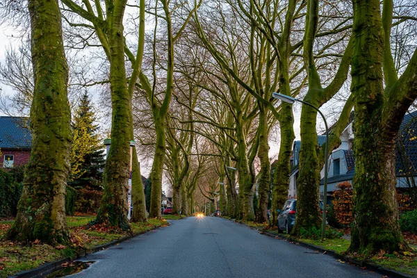 Yol boyunca yaprakları olmayan uzun ağaçlarla dolu.