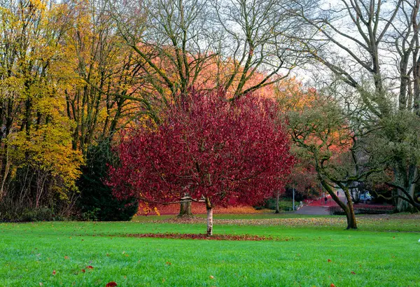 公園の緑の芝生の清掃に赤い葉の木 — ストック写真