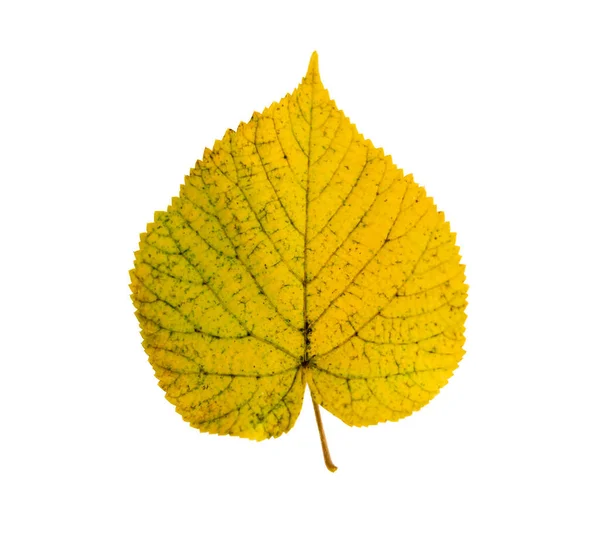 白い背景で隔離秋黄色リンデンの葉 — ストック写真