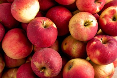 Kırmızı Elma Cultivar Jonathan Grubu