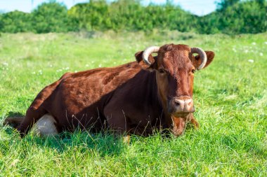 Balıkçı süt ineği yeşil bir çayırda yatıyor.