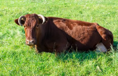 Balıkçı süt ineği yeşil bir çayırda yatıyor.