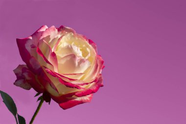 Morumsu arka planda pembe yapraklı beyaz gül.