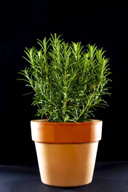 Siyah arka planda taze yeşil biberiye 