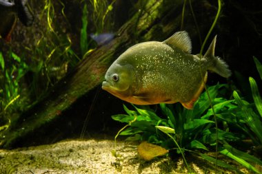 Piranha (Pygocentrus nattereri), kedigiller (Felidae) familyasından bir balıktır..