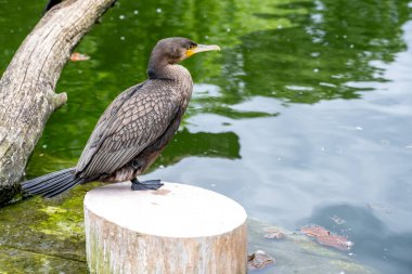 Bir su deposunun kıyısında karabatak.