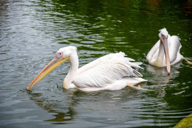 Büyük Beyaz Pelikan (Pelecanus onocrotalus) büyük bir su kuşudur..