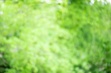 Ağaç yaprağının odaklanmış yeşil arkaplanı