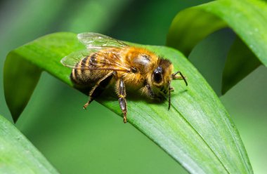 Yeşil bir yaprağın üzerinde oturan bir arı