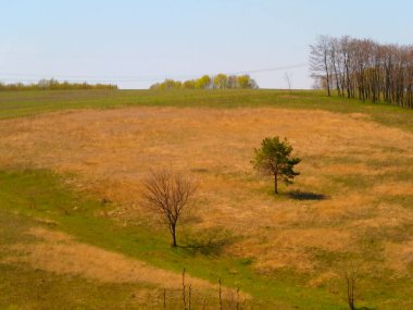 Dry field landscape. Minimalism. beautiful spring field and trees with green grass