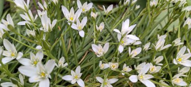 Bahçedeki güzel beyaz çiçekler