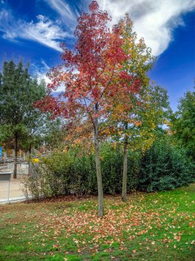 Sonbaharın etkisiyle sararmaya başlayan ağaçlar