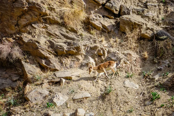 Ibex Salvaje Posado Sobre Algunas Rocas —  Fotos de Stock