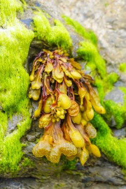 Koyu yeşil bitkiler ve algler sahildeki bir kayaya bağlanmış.