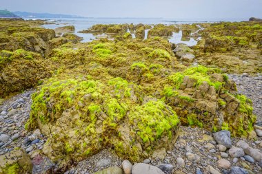 Kıyı bölgesi bitki örtüsü ve yeşil alglerle dolu.