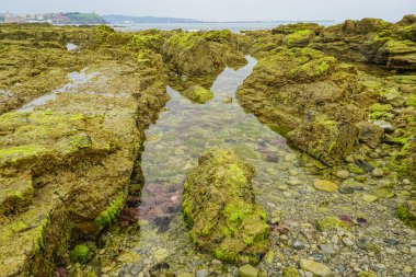 Kıyı bölgesi bitki örtüsü ve yeşil alglerle dolu.