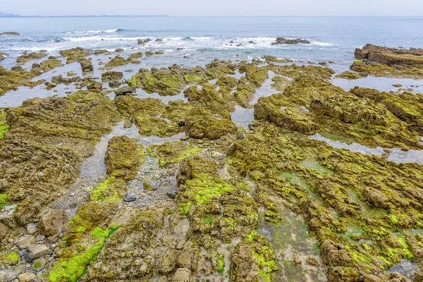 植生と緑の藻の多い沿岸部 — ストック写真