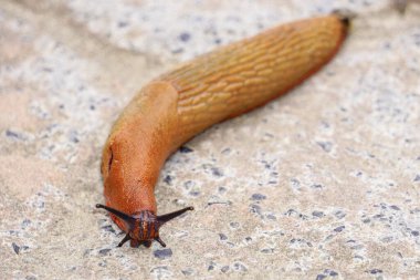 Sümüklüböcekler ya da sümüklüböcekler, Panpulmonata sınıfının kabuksuz gastropod yumuşakçalarıdır. Bazı büyük türlere taverna denir.