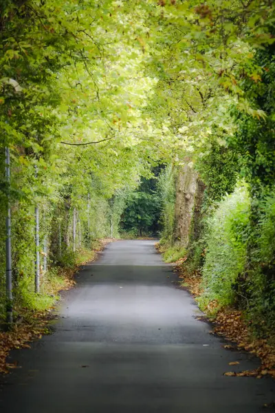 Paved road with leafy trees on the sides with lots of green color