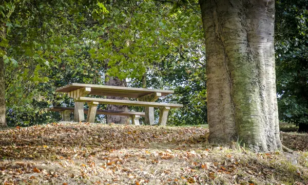 Picnic type stone bench located under a tree in a park