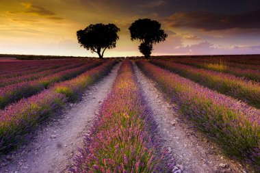 Gün batımında lavanta tarlaları, pembe bir gökyüzü ve ufukta bir ağaç, Guadalajara 'nın Brihuega bölgesinde.