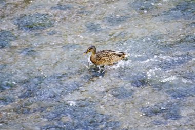 Manzanares Nehri 'nin sularında yüzen ördek.