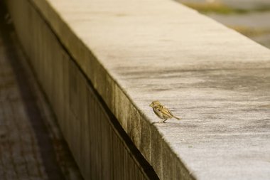 Serçe taş bir duvarda güneşleniyor.