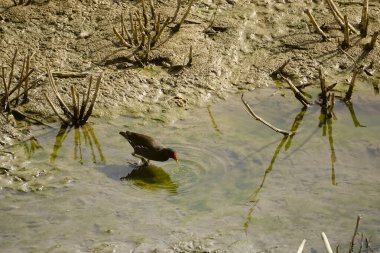 Aquatic bird searching for food in the mud of the river bank clipart