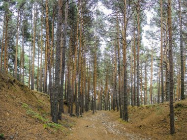 Sonbaharda yapraksız ağaçlarla dağ yolu