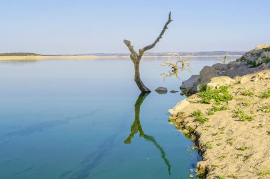 Valdecaas rezervuarında kuru ağaçlar