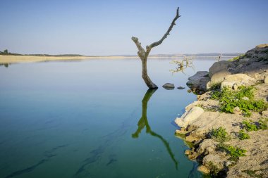 Valdecaas rezervuarında kuru ağaçlar