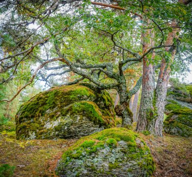 Ağaçlar ve ormanlarla dolu güzel sonbahar manzarası