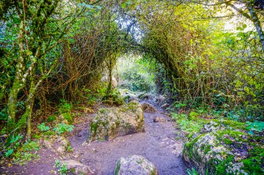 Torcal de Antequera 'da bir tünel açan bitki örtüsüyle yol.
