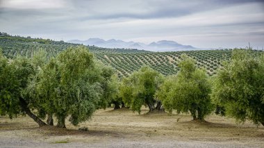 Endülüs 'ün Jaen ilinde zeytinlik