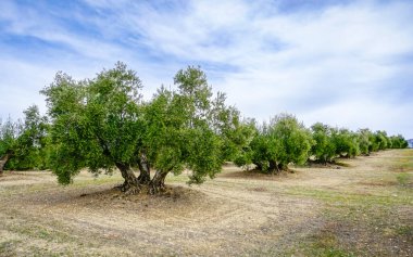 Endülüs 'ün Jaen ilinde zeytinlik