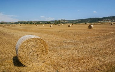 Sahada toplanmayı bekleyen ezilmiş saman balyaları