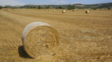 Sahada toplanmayı bekleyen ezilmiş saman balyaları