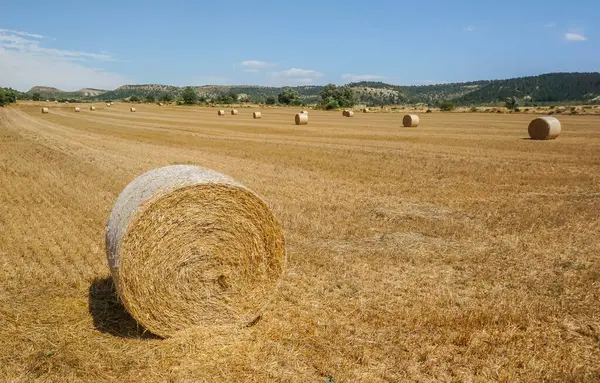 Sahada toplanmayı bekleyen ezilmiş saman balyaları