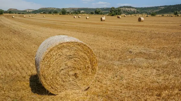 Sahada toplanmayı bekleyen ezilmiş saman balyaları