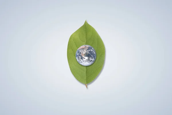 Vita Marina Educazione Ambientale Giornata Mondiale Dell Ambiente — Foto Stock