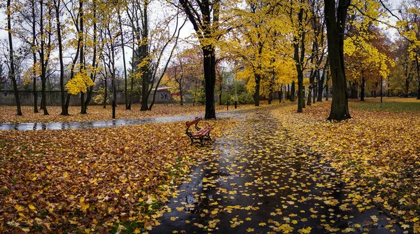 Autumn park, wet leaves, golden autumn, Lodz, Poland. Legion park. Yellow leaves. After rain. Wet bench. No people. Empty.