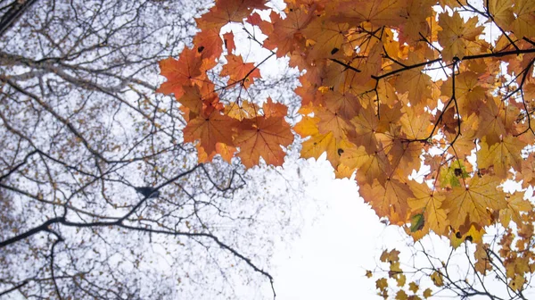 Autumn Park 'a bakıyorum. Sonbahar yaprakları. Altın mevsim. Sarı yapraklar. Gökyüzü. Park yerinde. Çıplak ağaç. Mevsimlik tema. Üzüntü, umut