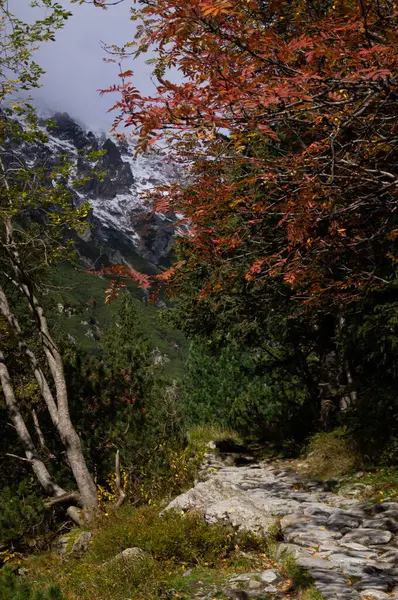 A mesmerizing blend of autumn and winter in Poland\'s High Tatras. Fiery fall leaves frame a stone pathway, guiding one\'s gaze to distant snowy peaks. Nature\'s transition at its finest.