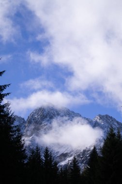 Siluetli çamlar, Polonya 'nın Yüksek Tatraları' nın sisli tepelerini canlı mavi bir gökyüzünün altında çerçeveliyor. Seyahat, doğa temaları ve Avrupa 'nın dağlık manzaraları üzerine makaleler için mükemmel.