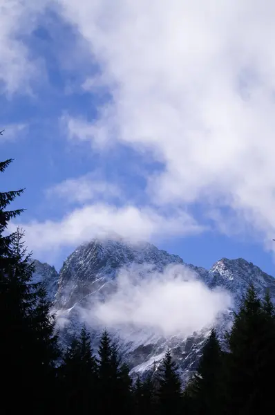 Silhouetted pines frame the mist-covered peaks of Poland\'s High Tatras under a vivid blue sky. Perfect for travel, nature themes, and articles on Europe\'s mountainous landscapes.