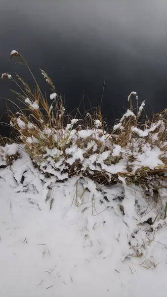 Nature\'s quiet poetry captured at winter\'s edge, where delicate, snow-dusted grasses reach toward tranquil, dark watersa serene study in contrast and texture, inviting contemplation.