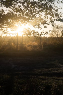 Şafağın altın ışığı Ukrayna 'nın kırsal kesimlerinde filtrelenir; Sabah güneşleri kırsal bir çiftliği aydınlatır; Gün doğumunda bir kır alanının dingin güzelliği.
