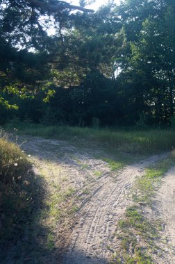 Huzurlu orman yolu, sükunet çağrısında bulunarak altın gündoğumu ışığıyla yıkandı; manzaralı güneşli orman yolu ile sürdürülebilir seyahat konsepti; tenha bir yolda umudu simgeleyen sabah ışığı.