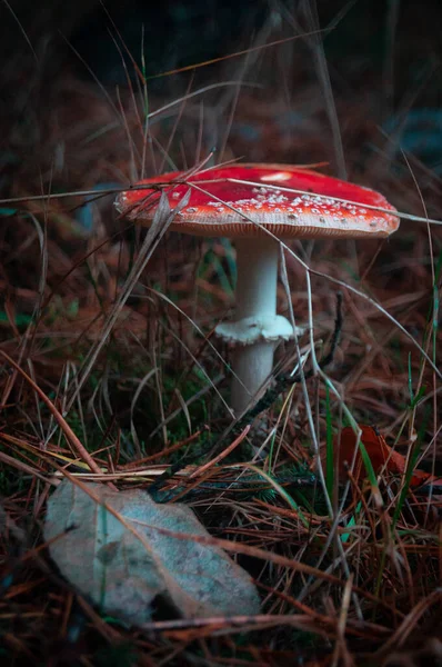 Alacakaranlık ormanlarında Majestic Amanita muscaria; Orman zemininin gizemini ortaya çıkaran ikonik kırmızı mantar; Amanita 'nın karanlık orman hikayelerine karşı zaferi.