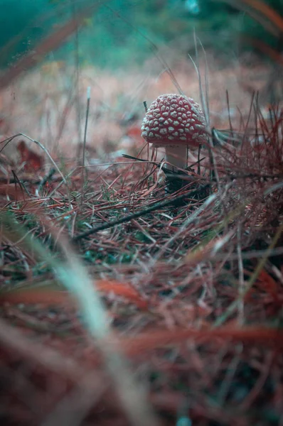 Esrarengiz Amanita mantarı, kasvetli, deniz mavisi bir ambiyansı ile mistik bir ormanda yuva yapmış; çam iğneleri arasında kırmızı başlıklı bir mantar ile ruhani orman sahnesi; rüya gibi bir orman zemininde canlı sinek agarik mantarı. 